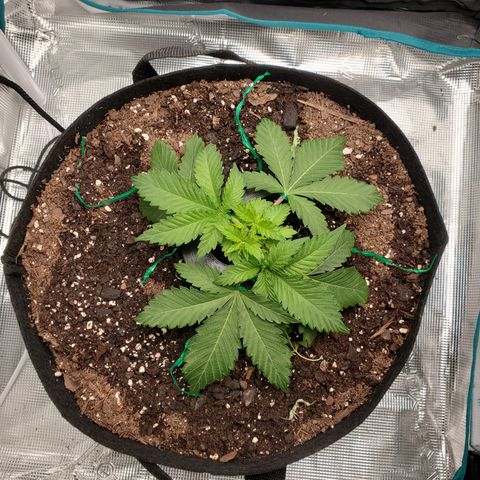 Foto do growlog de Green bean: I didn't do a side angle with the trainer on.