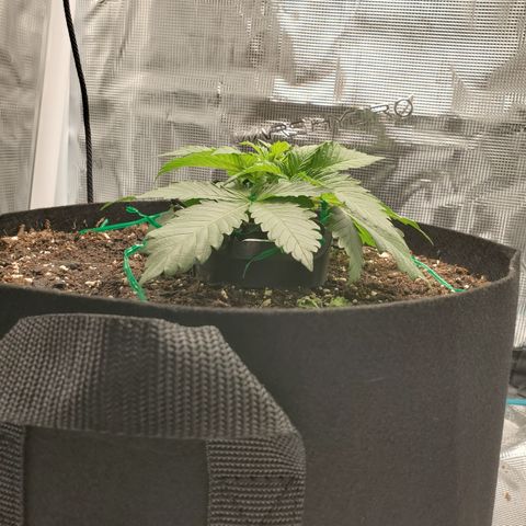 Foto do growlog de Green bean: I didn't do a side angle with the trainer on.