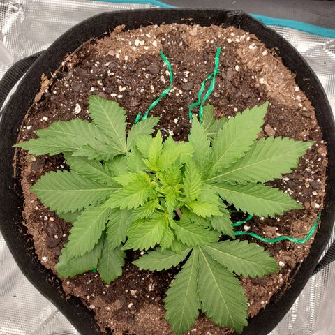 Foto do growlog de Green bean: Doing amazing.