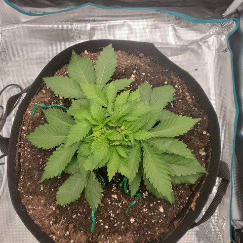 Foto do growlog de Green bean: Holes in new set of leaves coming in. She is growing out and up.