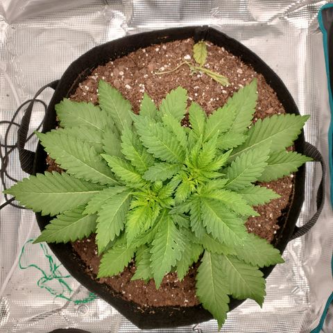 Foto do growlog de Green bean: I took green bean trainer off for a little bit. I want her to get taller a bit.