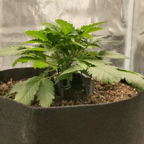 Foto do growlog de Green bean: Isn't she lovely. Bushy girl. Might get some side light going.