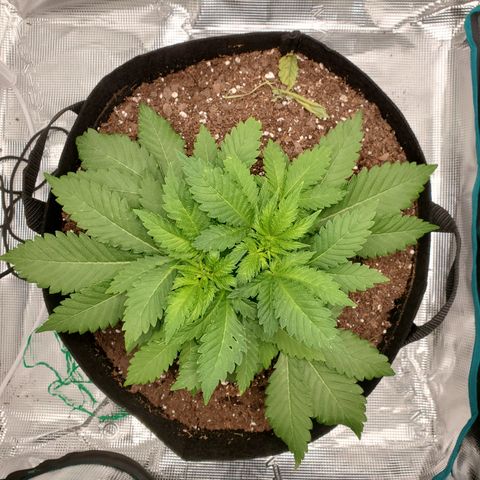 Foto do growlog de Green bean: Isn't she lovely. Bushy girl. Might get some side light going.