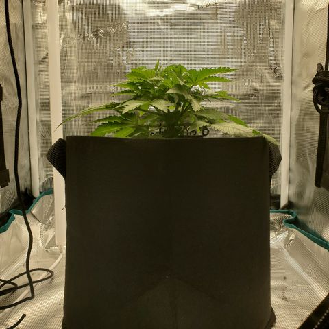 Foto do cronograma do growlog de Green bean