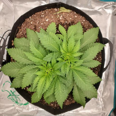 Foto do growlog de Green bean: Newer leaves have no hole. Bushing out well.