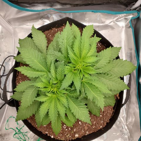 Foto do growlog de Green bean: Bushy baby. 