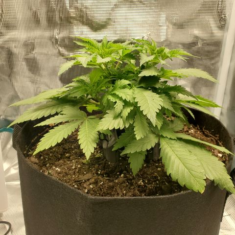 Foto do cronograma do growlog de Green bean