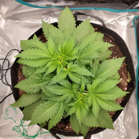 Foto do growlog de Green bean: It's only week 4 in veg and it's pretty bushy already. I understand now this will be moderate in ease of growing. Going to get some cal mag. Going to look for hairs to see if it is showing its sex. It's going to fem because that's the seed but still going to check.