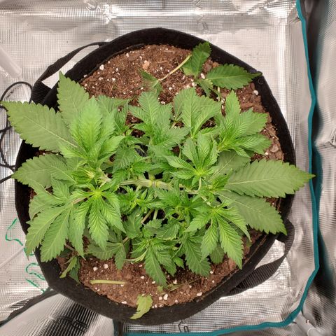 Foto do growlog de Green bean: After defoliation. 