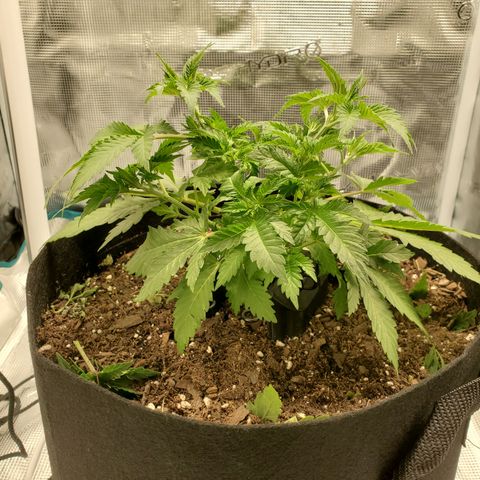 Foto do growlog de Green bean: After defoliation. 