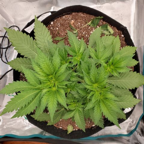 Foto do growlog de Green bean: Morning shot. Still no further yellowing. Looks strong. The nutrients were good. 