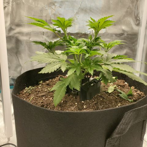 Foto do growlog de Green bean: Morning shot. Still no further yellowing. Looks strong. The nutrients were good. 