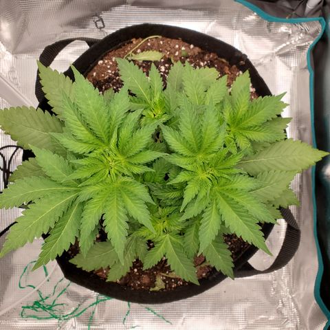 Foto do growlog de Green bean: Gave nutrient mix last night. Didn't see any burning on the leaves.