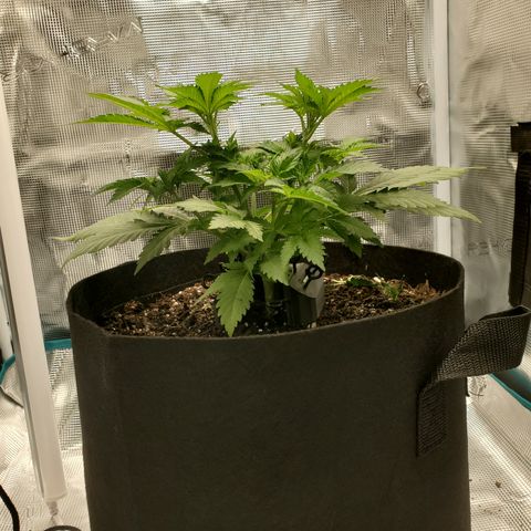 Foto do growlog de Green bean: Gave nutrient mix last night. Didn't see any burning on the leaves.