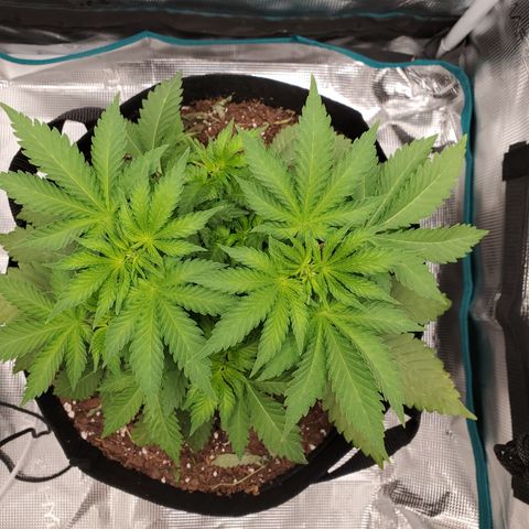 Foto do growlog de Green bean: Will be apply LST and removing the two older fan leaves either tonight or tomorrow. No watering, no feeding today. Soil is still moist from last feeding. 🤙🏽