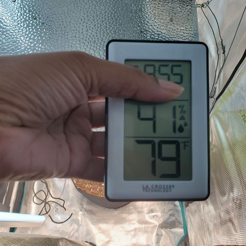 Foto do growlog de Green bean: Will be apply LST and removing the two older fan leaves either tonight or tomorrow. No watering, no feeding today. Soil is still moist from last feeding. 🤙🏽
