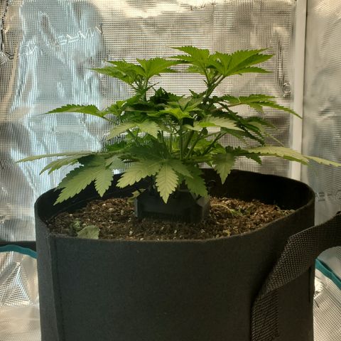 Foto do growlog de Green bean: Will be apply LST and removing the two older fan leaves either tonight or tomorrow. No watering, no feeding today. Soil is still moist from last feeding. 🤙🏽