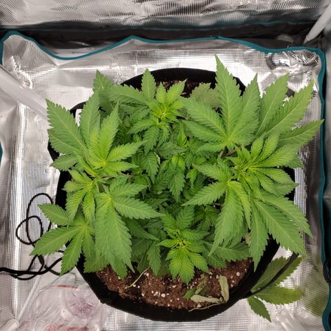Foto do growlog de Green bean: Took off the theblast two older fan leaves. They are dying. Having a bit of rust. 