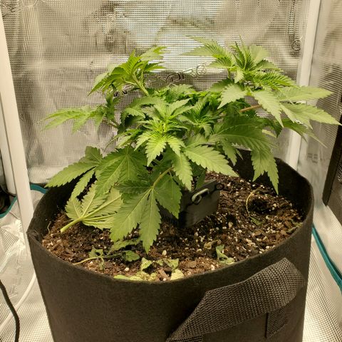 Foto do cronograma do growlog de Green bean