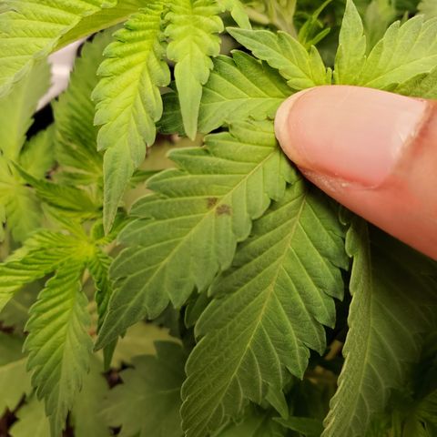 Foto do cronograma do growlog de Green bean