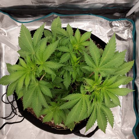 Foto do growlog de Green bean: Crazy how different the top view is from the side. 80 temp 40 humidity. 