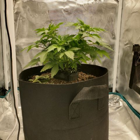 Foto do growlog de Green bean: Crazy how different the top view is from the side. 80 temp 40 humidity. 