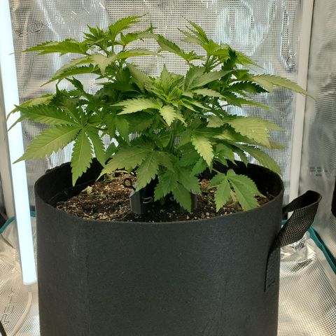 Foto do growlog de Green bean: Growing well. Not too worried. Getting more rust color than last grow. Still mostly green.