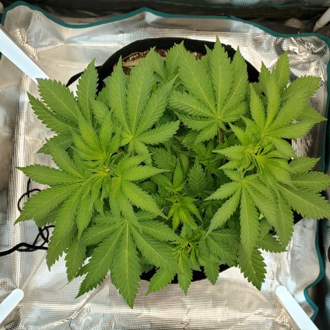 Foto do growlog de Green bean: Growing well. Not too worried. Getting more rust color than last grow. Still mostly green.