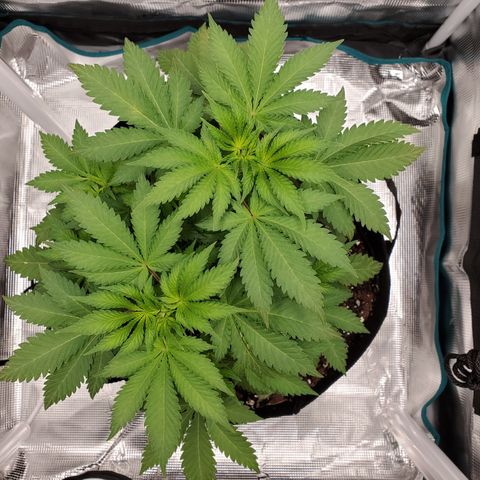 Foto do growlog de Green bean: The pot has been turned. Looking at nutrient lockout. So I will have to fix before it gets worse. Last leaf photo is from the bottom. 