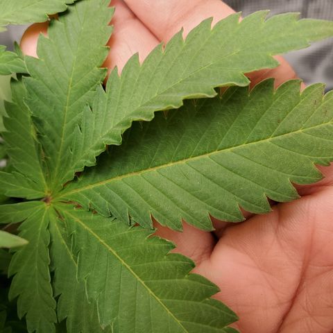 Foto do growlog de Green bean: The pot has been turned. Looking at nutrient lockout. So I will have to fix before it gets worse. Last leaf photo is from the bottom. 
