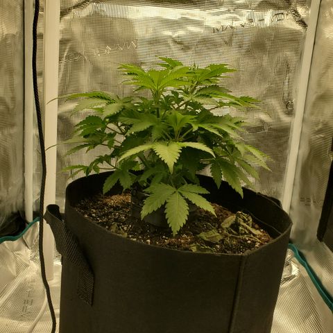 Foto do growlog de Green bean: The pot has been turned. Looking at nutrient lockout. So I will have to fix before it gets worse. Last leaf photo is from the bottom. 