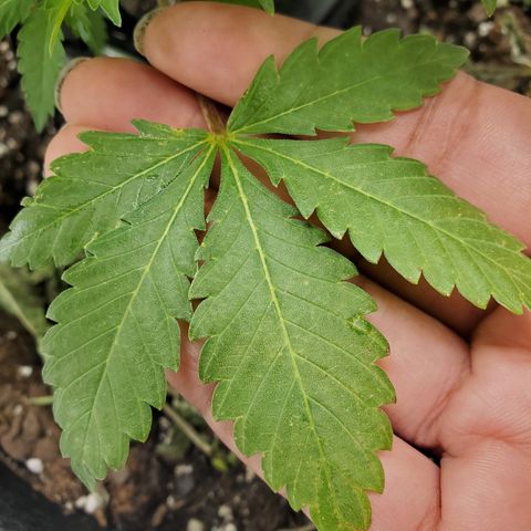 Foto do growlog de Green bean: The pot has been turned. Looking at nutrient lockout. So I will have to fix before it gets worse. Last leaf photo is from the bottom. 