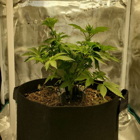 Foto do growlog de Green bean: I did some took a bit trim 2 mins before last night with clean hands. A lot of suggestion for snippers but I have always used hands. Go with your preferred method. So the side view looks sparse. It's all good though. She'll be full again by next week. I have a schedule of weekly during veg. May flip the light cycle next week.