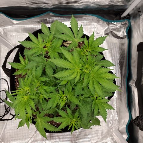 Foto do growlog de Green bean: I did some took a bit trim 2 mins before last night with clean hands. A lot of suggestion for snippers but I have always used hands. Go with your preferred method. So the side view looks sparse. It's all good though. She'll be full again by next week. I have a schedule of weekly during veg. May flip the light cycle next week.