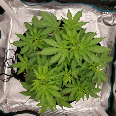 Foto do growlog de Green bean: Still hanging there. TBH, the side view never gets me excited lol. She us still growing well.