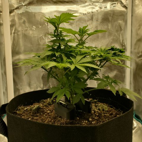 Foto do growlog de Green bean: Still hanging there. TBH, the side view never gets me excited lol. She us still growing well.