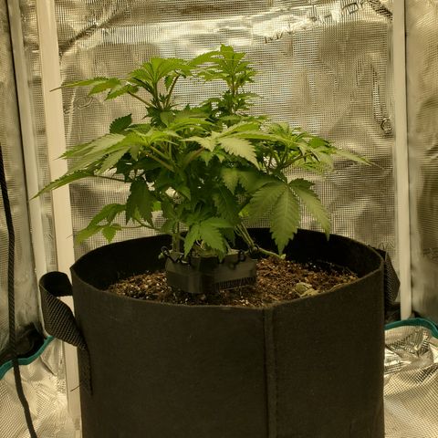 Foto do growlog de Green bean: No more brow spots. Watering only since rust color spots seen.