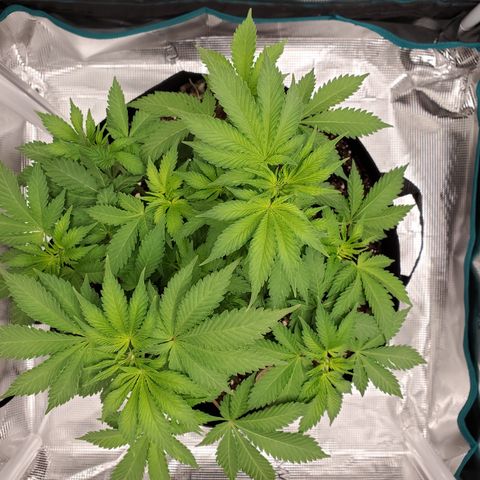 Foto do growlog de Green bean: No more brow spots. Watering only since rust color spots seen.