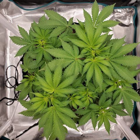 Foto do growlog de Green bean: Still going no further browning. 