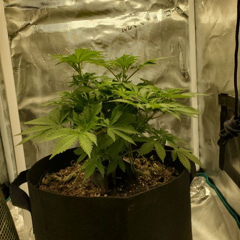 Foto do growlog de Green bean: Still going no further browning. 