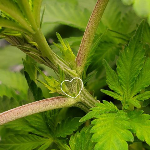 Foto do growlog de Green bean: Photo to show pistil. Definitely enough sites for flowering to start. Growth is explosive during this stage.