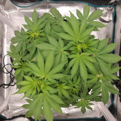 Foto do growlog de Green bean: I take the picture from the same. Already starting to stretch and it's only been one night of a 12 hr rest cycle. Pistils are starting to become more prominent. 