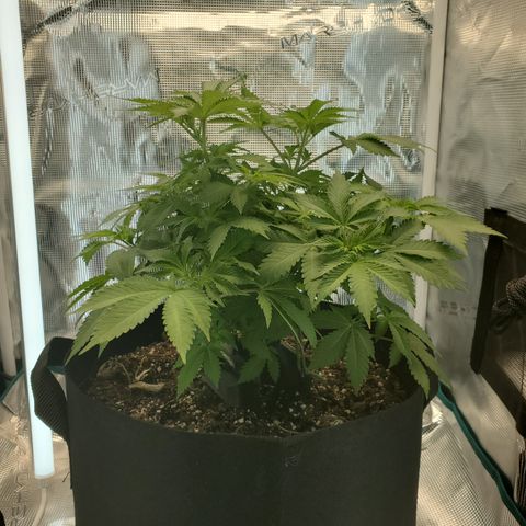 Foto do growlog de Green bean: I take the picture from the same. Already starting to stretch and it's only been one night of a 12 hr rest cycle. Pistils are starting to become more prominent. 