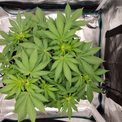 Foto do growlog de Green bean: I raised the light to catch all the sides of the plant top.