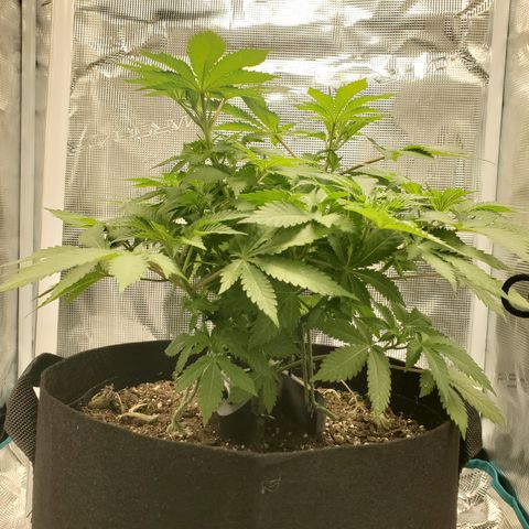 Foto do growlog de Green bean: I raised the light to catch all the sides of the plant top.
