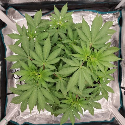 Foto do growlog de Green bean: Photo of the day. Overall looks good. Some brown spots here there.