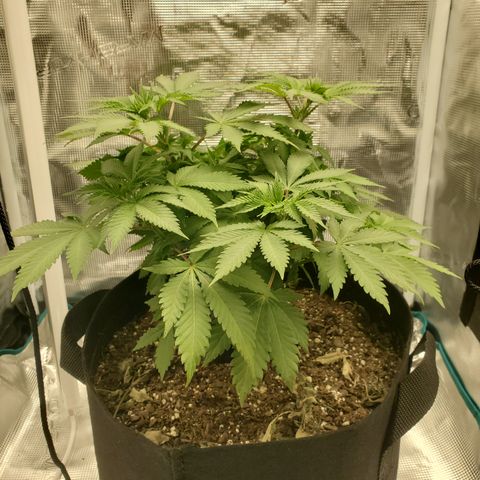 Foto do growlog de Green bean: Photo of the day. Overall looks good. Some brown spots here there.