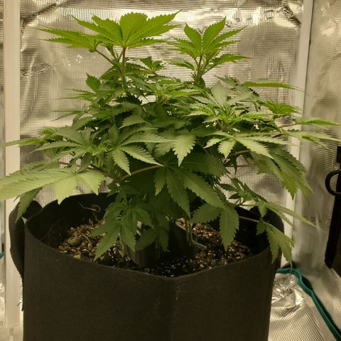 Foto do growlog de Green bean: Did a flush yesterday to check ph of soil. She enjoyed that water as far as I can tell. Definitely made her happy.