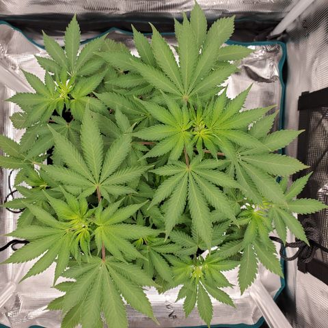 Foto do growlog de Green bean: Did a flush yesterday to check ph of soil. She enjoyed that water as far as I can tell. Definitely made her happy.