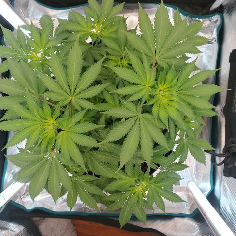 Foto do growlog de Green bean: Okay. I love green bean but she is a moderate difficulty growth. I'm learned something w8th this plant. Any water you put in measure the PH. Liquid nutrients can/will change the ph of the water. Just adding cal/mag there was not much of a change in PH. Adding 2 other nutrients started to change the PH by lowering it. Prepare you nutrients well in advance. You can't rush the bonding process.  Let nutrients settle. B4 adjusting ph up or down.